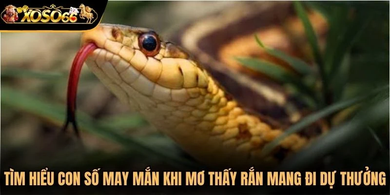 Tìm hiểu con số may mắn khi mơ thấy rắn để mang đi dự thưởng